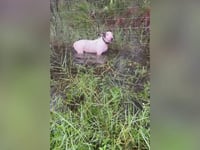 Florida trooper rescues dog tied to pole in puddle as Milton heads toward state, DeSantis calls owner 'cruel'