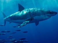 Florida vacationers beware! Great white shark named 'Penny' circling warm waters