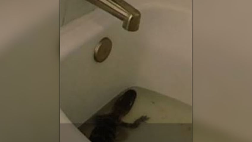 florida woman allegedly took alligator from previous job kept in hotel bathtub to use for birthday pictures