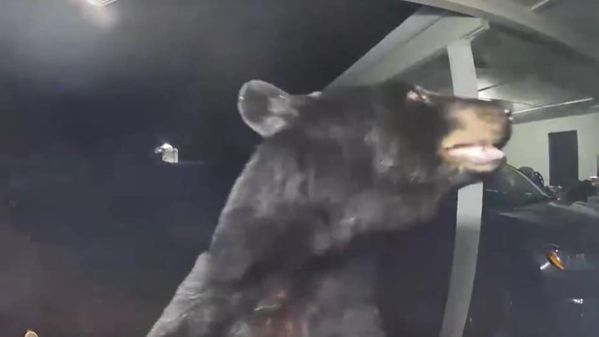 florida woman awoken by doorbell alert set off by bear video shows