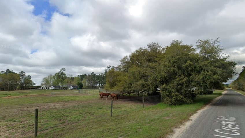 Horses at Steel Creek Plantation