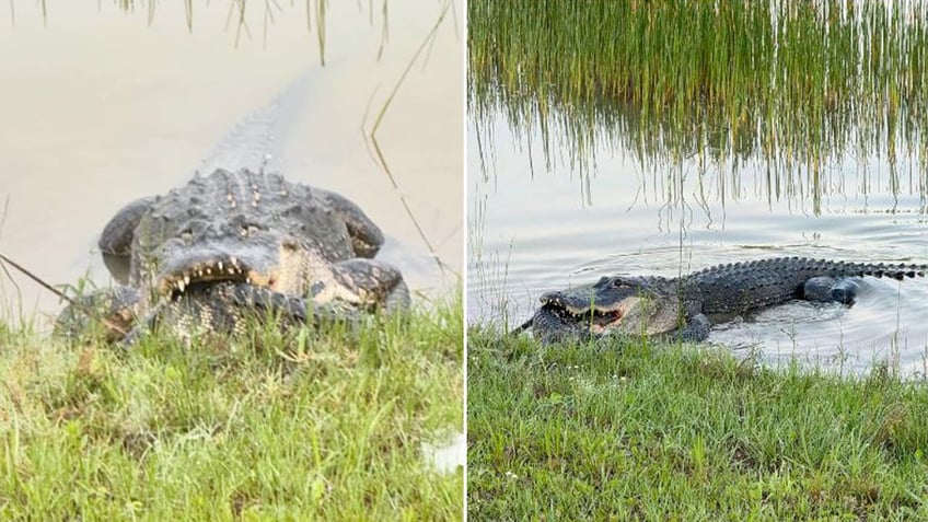 alligator eating alligator split