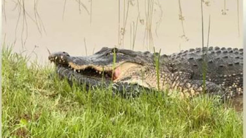 Gator eating smaller gator