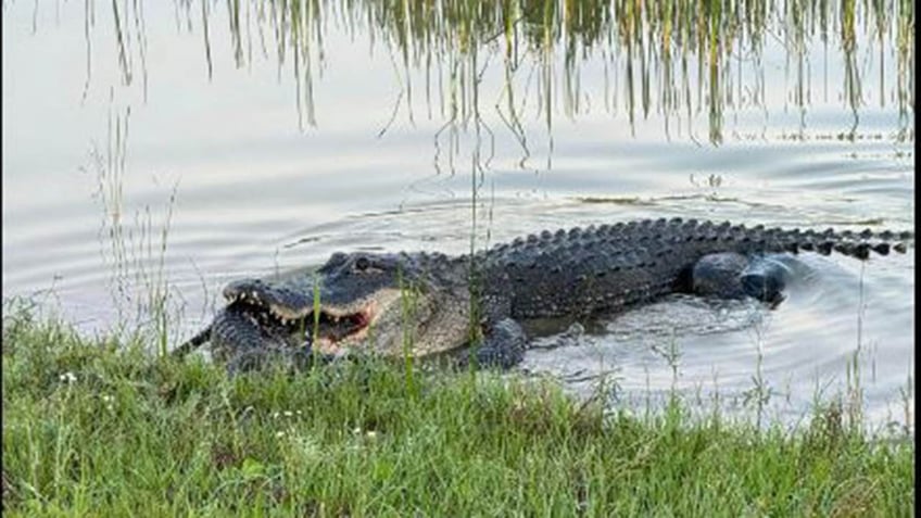 alligator mouth full of smaller alligator