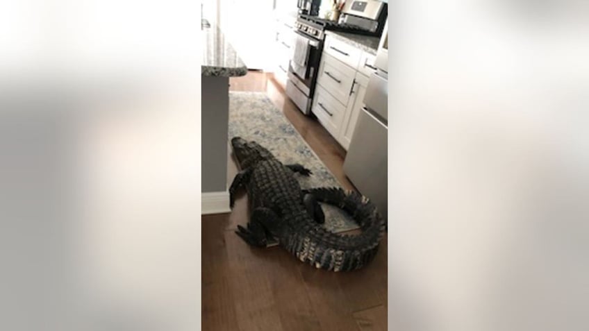 alligator in kitchen