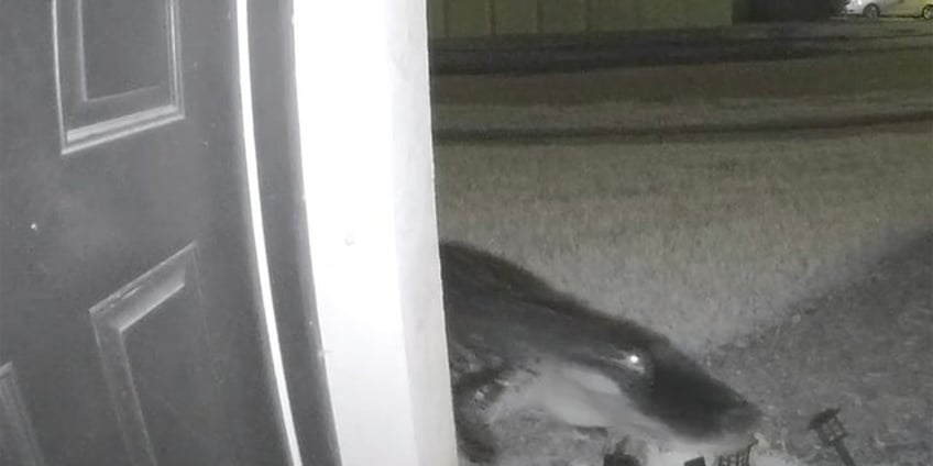 florida womans doorbell camera captures moment alligator approaches her front porch