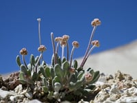 Flower or power? Campaigners fear lithium mine could kill rare plant