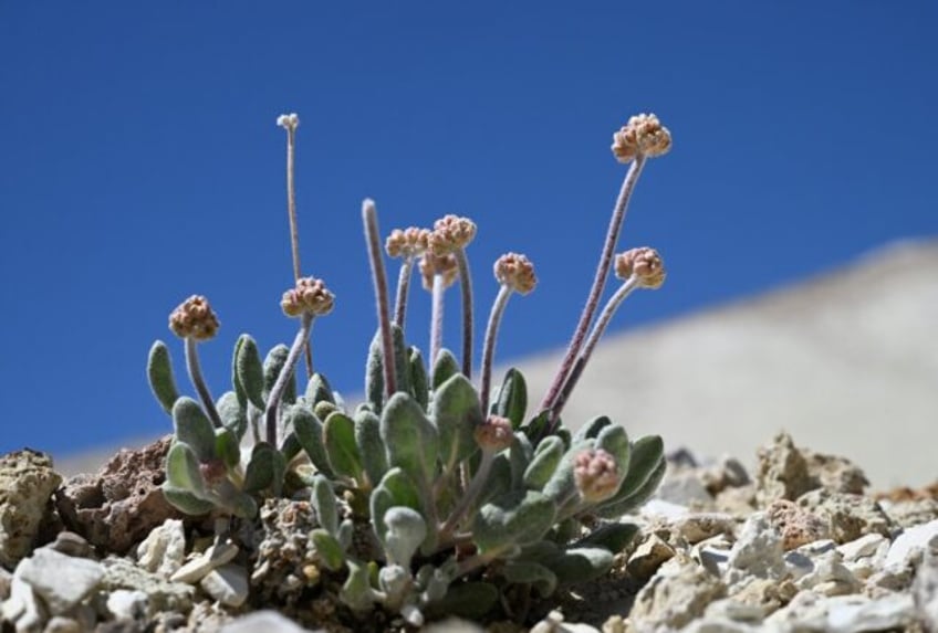 A Tiehm's buckwheat plant starts to bud in its native habitat in the Silver Peak Range in
