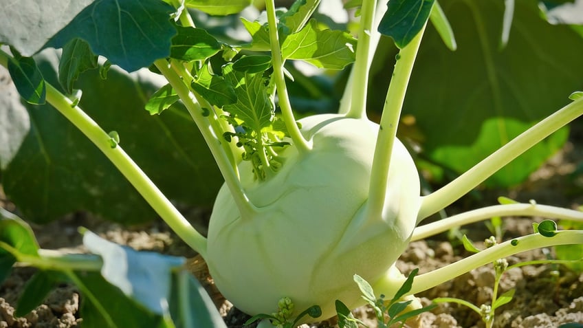 Kohlrabi