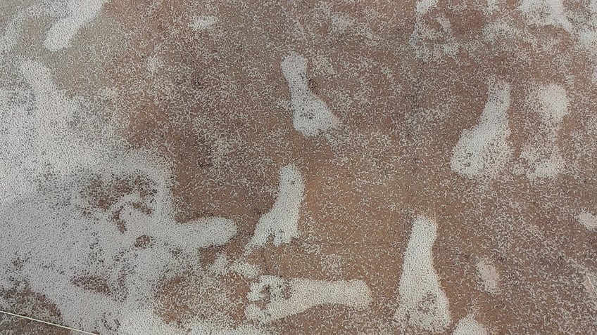 footprints found at ancient lake in new mexico challenge old belief of first humans in americas