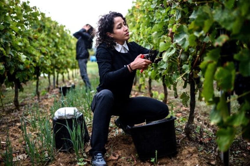 for iranian refugees french wine harvest part of anti government struggle