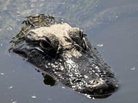For some migrants in US, Florida’s ‘Alligator Alcatraz’ awaits