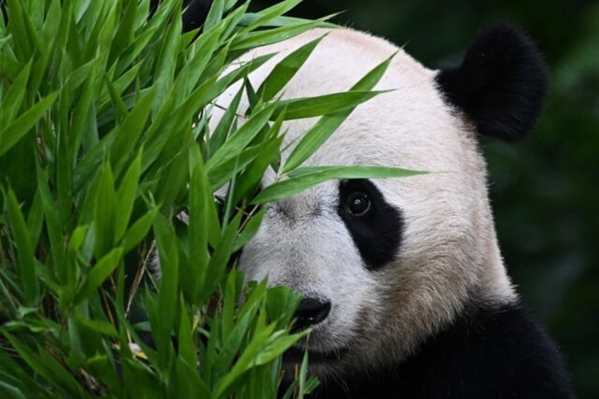 Foreign-born pandas like US-born Bei Bei are joining China's efforts to boost the wild pop