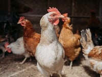 Former CDC Director: ‘Just a Matter of Time’ Until Bird Flu Pandemic with ‘Significant Mortality’ in Humans