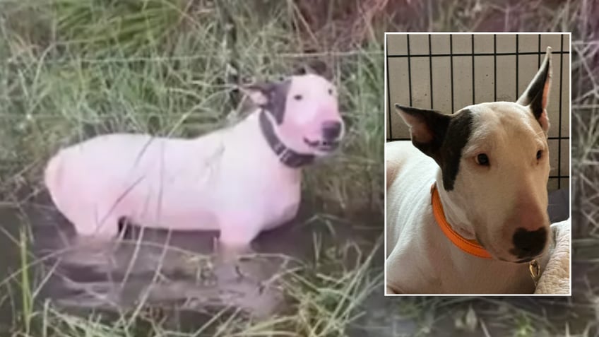 Before and after pictures of Trooper the bull Terrier