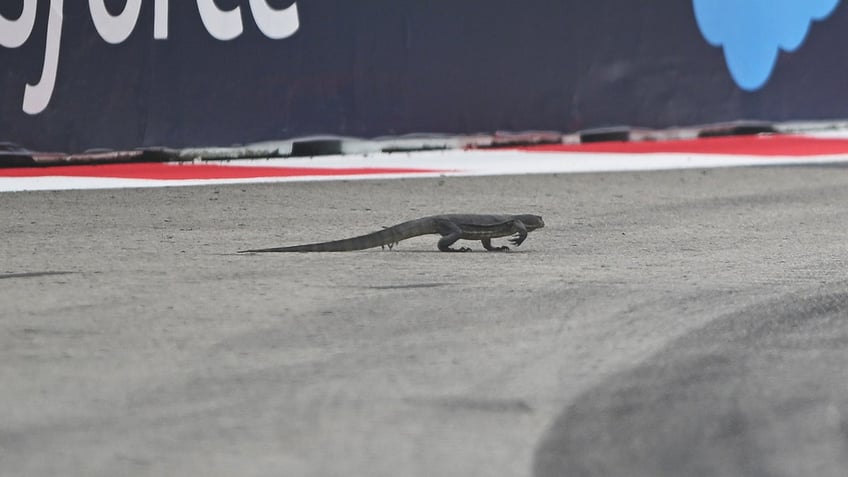 A lizard walks on track