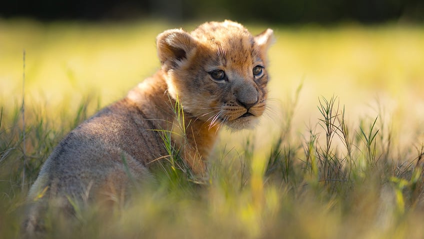 baby lion cub