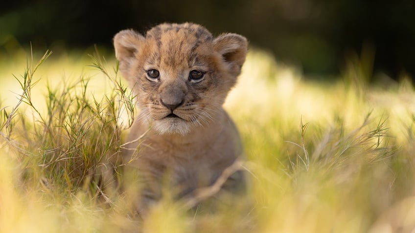 fort worth zoo welcomes surprise lion cub weve been keeping a secret