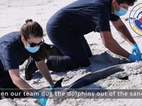 Four dolphins found dead on Mississippi's Petit Bois Island in 'very unusual event'