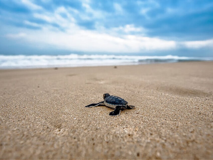 four sea turtle hatchlings trapped in hole on beach in anna maria island