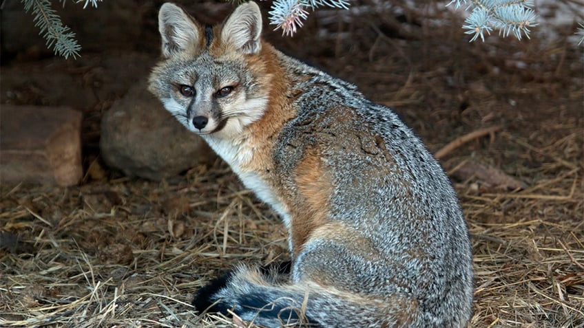 fox caught stealing backyard cameras in arizona