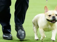 French bulldogs remains top ranking breed in US, according to American Kennel Club