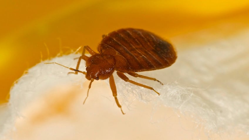 french government combats bedbug epidemic in paris urges calm