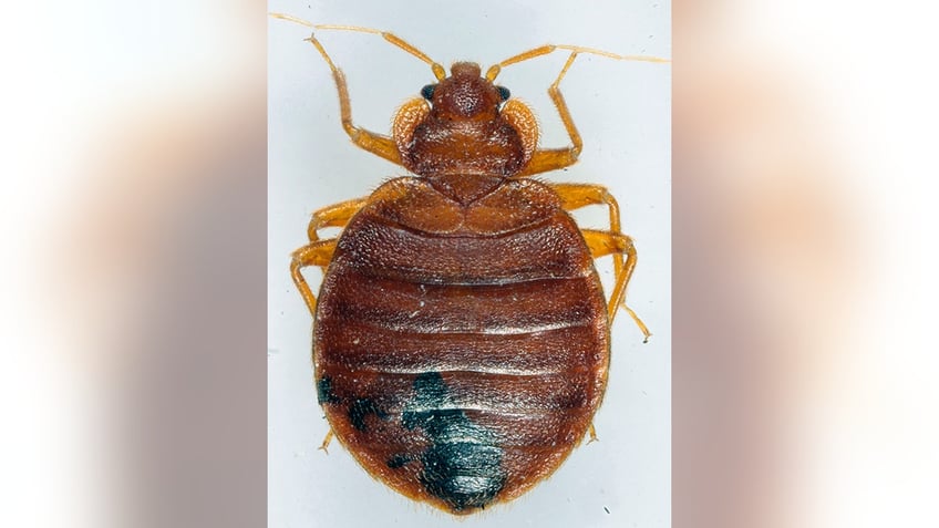 french officials plagued by bedbugs hold emergency meeting ahead of hosting paris olympics its hell