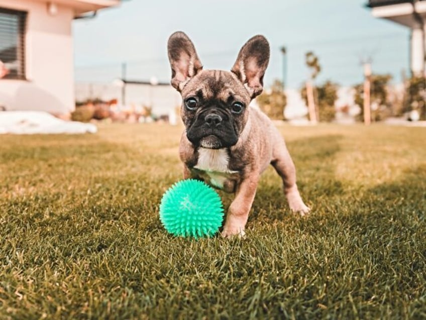 French Bulldogs, you deserve a treat.  For the third year in a row the breed has been dec