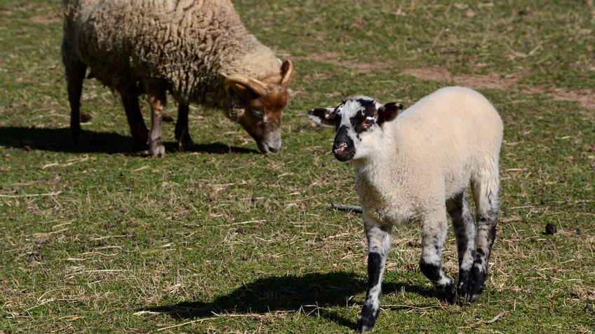 A small lamb trots on grass
