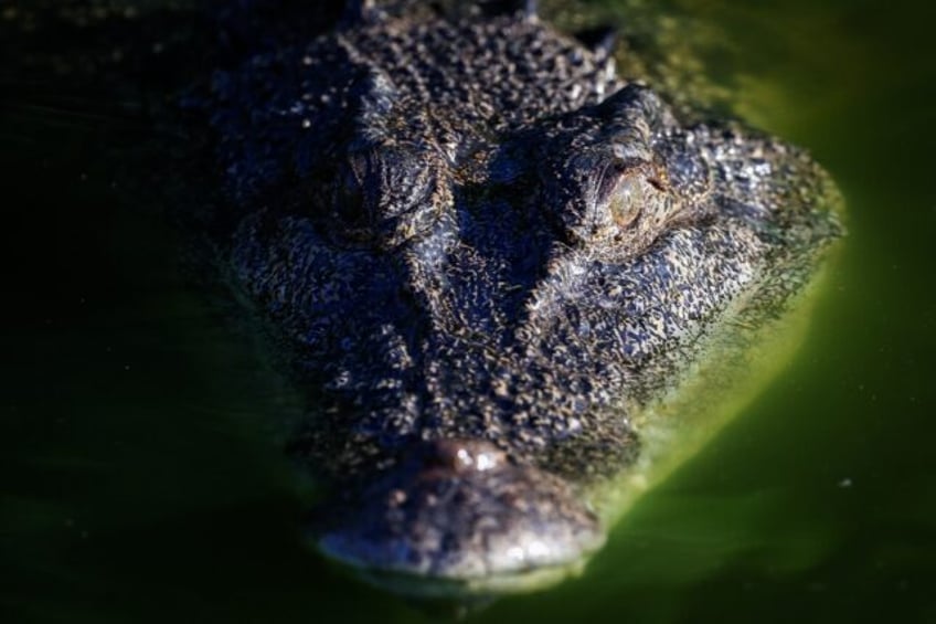 A crocodile swims in a lagoon at Crocodylus Park located on the outskirts of the Northern
