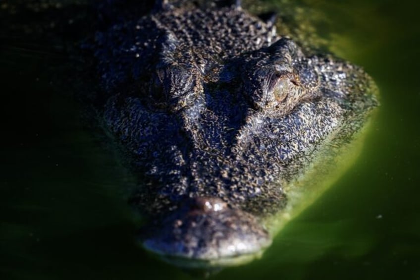 A crocodile swims in a lagoon at Crocodylus Park located on the outskirts of the Northern