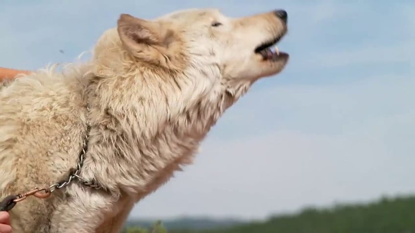 Wolf in the Rocky Mountains National Park