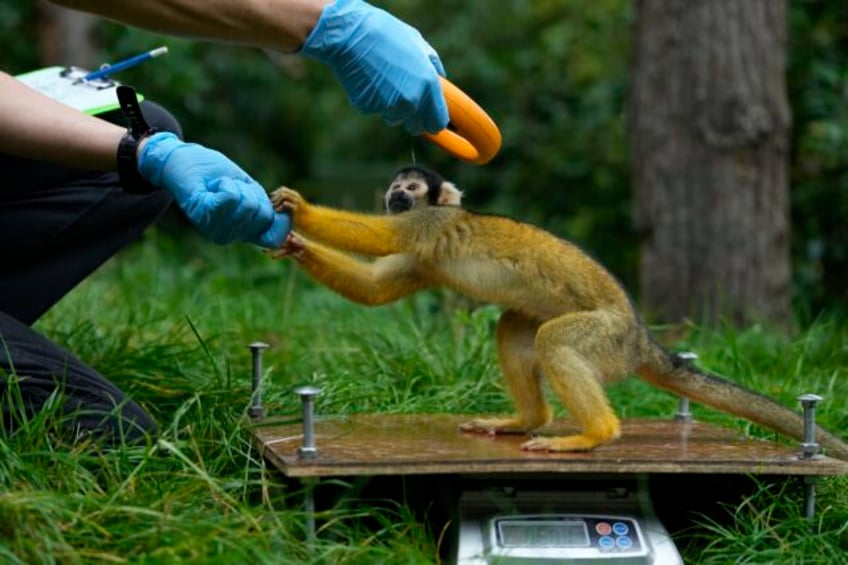 from tarantulas to tigers the animals at london zoo step onto the scales for their annual weigh in