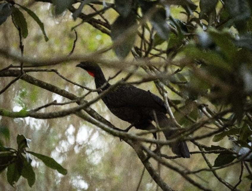 from the rear end of a pheasant brazils best coffee