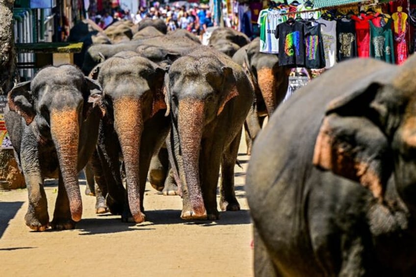 Elephants return to Sri Lanka's Pinnawala Elephant Orphanage after taking their daily bath