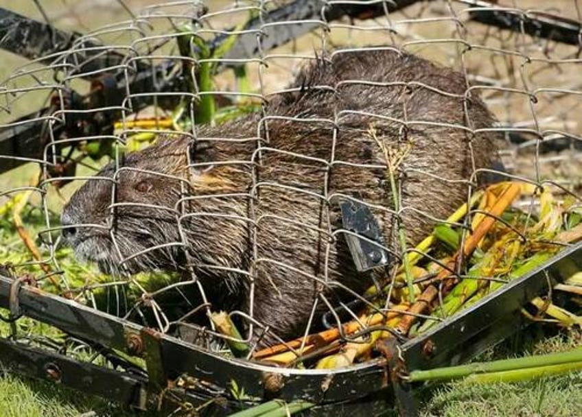 full societal collapse san fran now overrun with invasive 20 pound rodent infestation