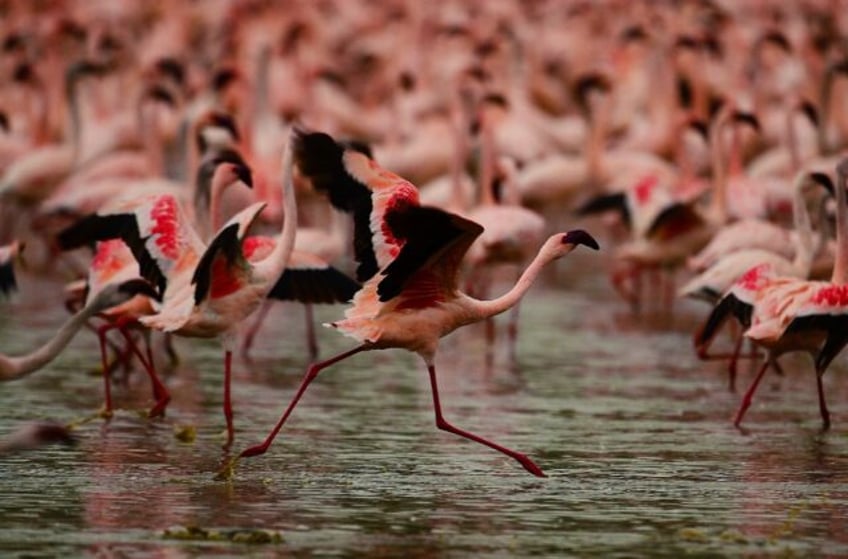 Three-quarters of the world's lesser flamingos live in East Africa