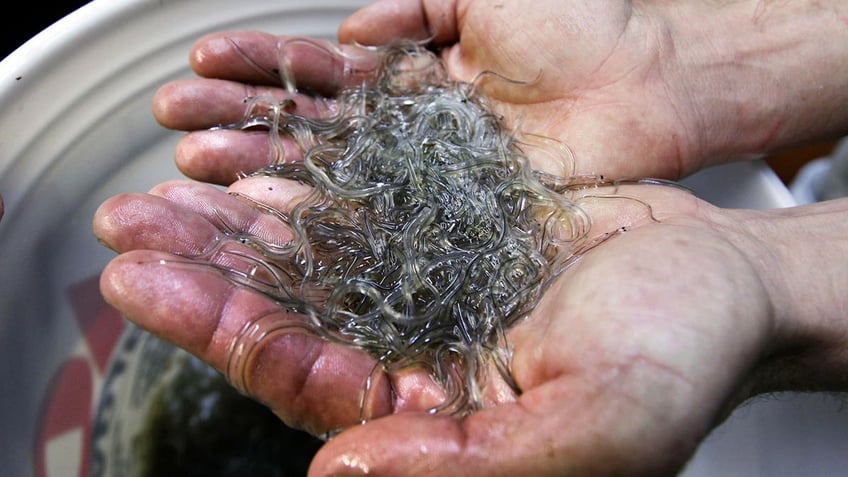 Man holds eels