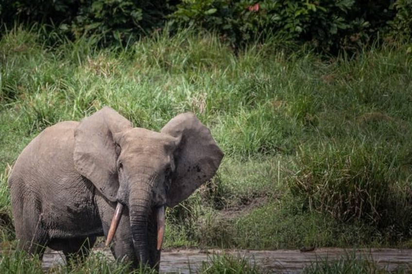 Forest elephants are sparking ire by wandering into villages in Gabon and destroying crops