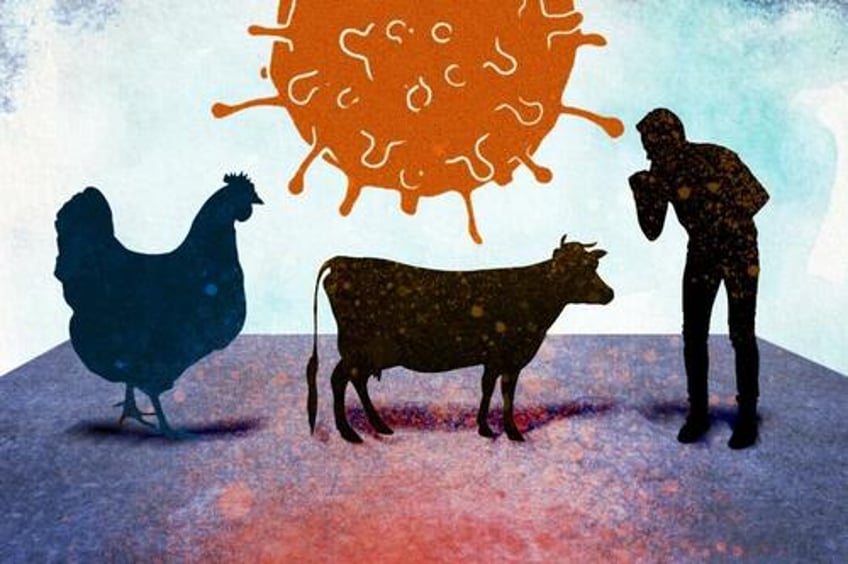 gain of function may explain bird flu jump to cows and humans