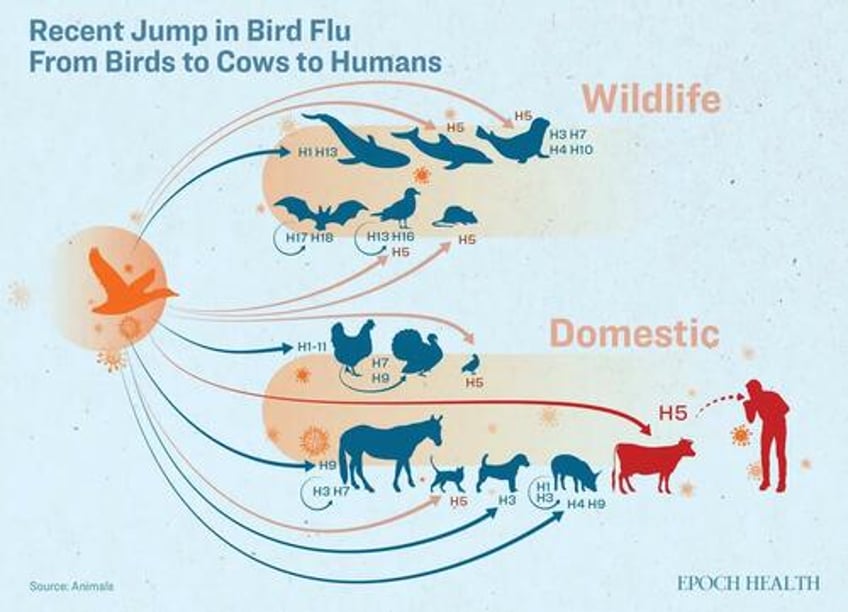 gain of function may explain bird flu jump to cows and humans
