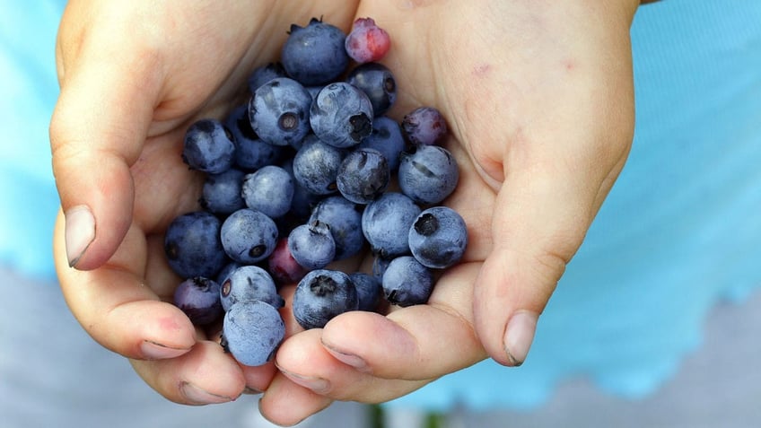 A girl picking blueberries