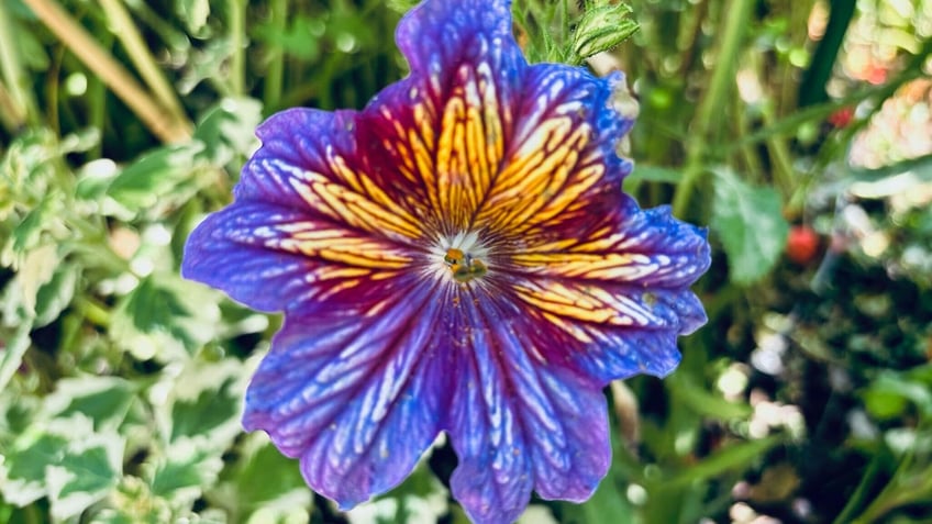 Monet's Gardens at Giverny