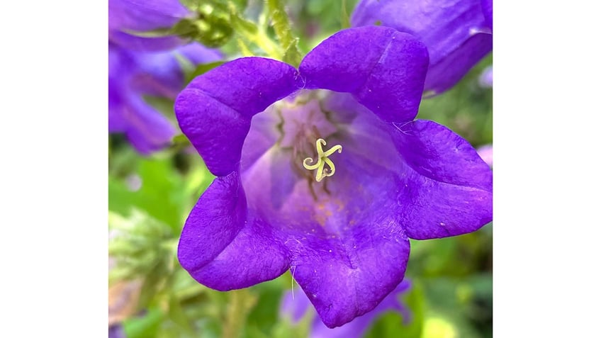 Monet's Gardens at Giverny