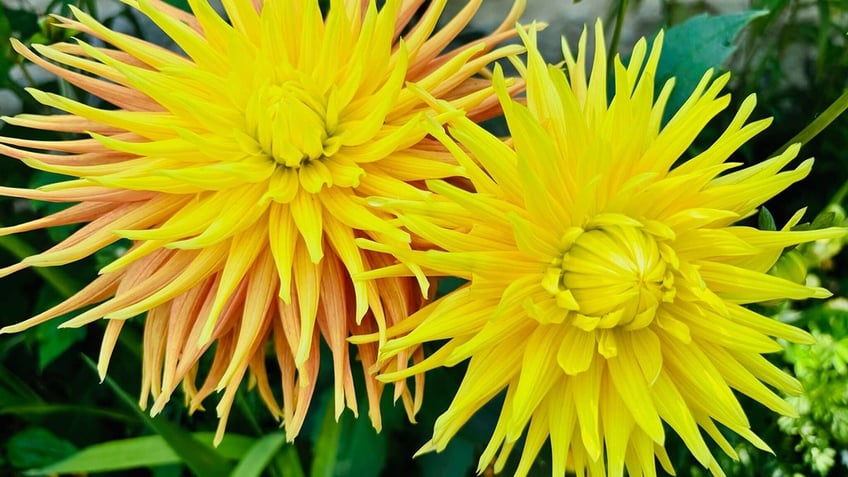 Monet's Gardens at Giverny