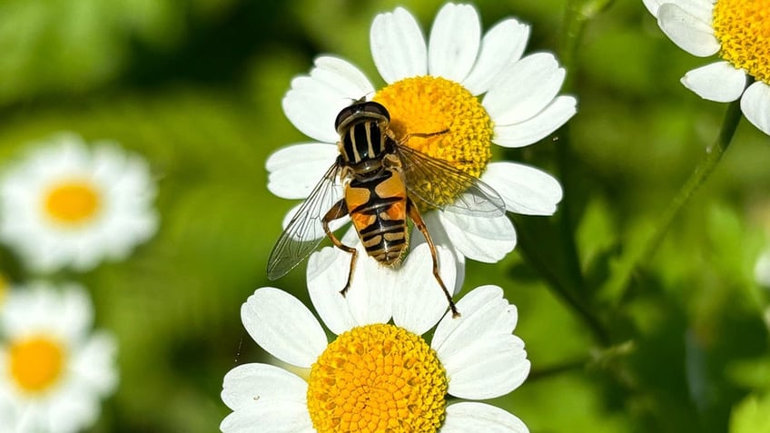 Bug on flower at Monet's Gardens