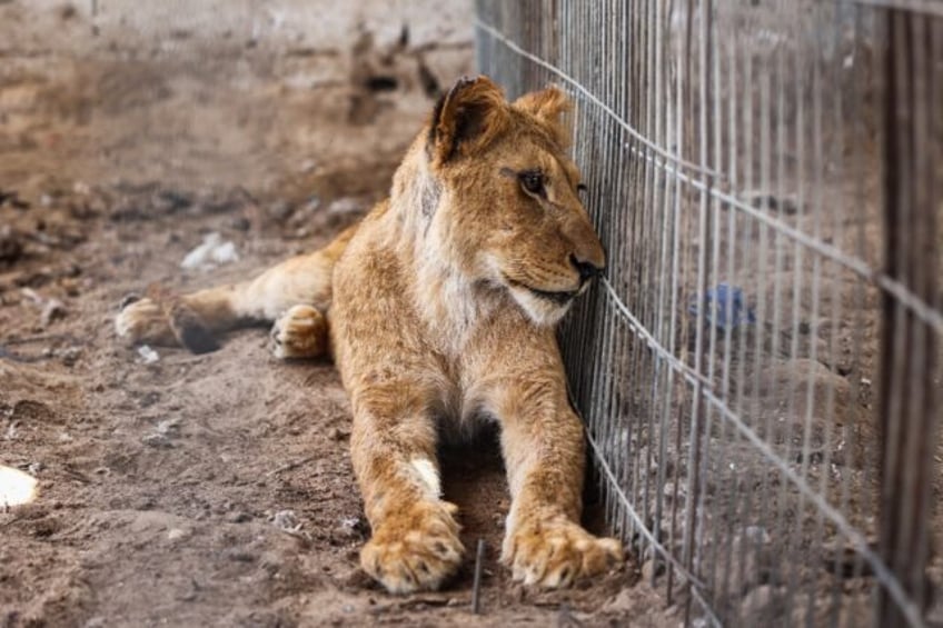 A lioness rests in Khan Yunis, Gaza, after it was evacuated from Rafah by its owner to esc