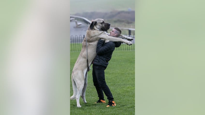 gentle giant dog at 250 pounds eats an entire chicken daily as owner spends nearly 5k a year on food