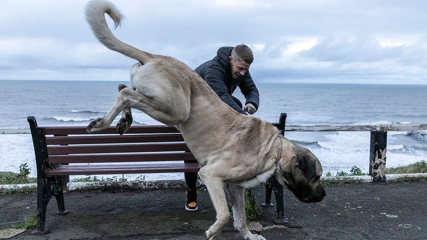 gentle giant dog at 250 pounds eats an entire chicken daily as owner spends nearly 5k a year on food